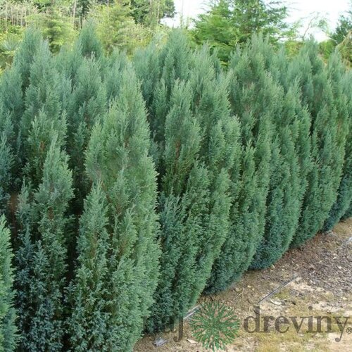 Cypruštek lawsonov Ellwoodii, výška 30/40 cm, v črepníku Chamaecyparis laws. ‘Ellwoodii‘