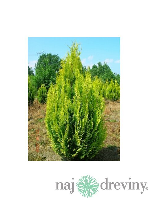 Cypruštek Lawsonov Ivonne, 25/35 cm, v črepníku 2l Chamaecyparis lawsoniana Ivonne