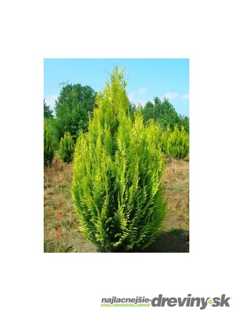 Cypruštek Lawsonov Ivonne, 25/35 cm, v črepníku 2l Chamaecyparis lawsoniana Ivonne