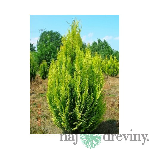 Cypruštek Lawsonov Ivonne, 25/35 cm, v črepníku 2l Chamaecyparis lawsoniana Ivonne