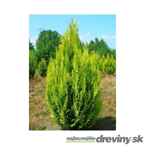 Cypruštek Lawsonov Ivonne, 25/35 cm, v črepníku 2l Chamaecyparis lawsoniana Ivonne