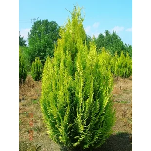 Cypruštek Lawsonov Ivonne, 25/35 cm, v črepníku 2l Chamaecyparis lawsoniana Ivonne