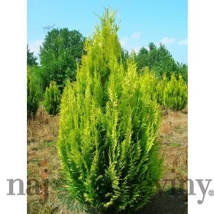 Cypruštek Lawsonov Ivonne, 25/35 cm, v črepníku 2l Chamaecyparis lawsoniana Ivonne