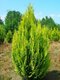 Cypruštek Lawsonov Ivonne, 25/35 cm, v črepníku 2l Chamaecyparis lawsoniana Ivonne