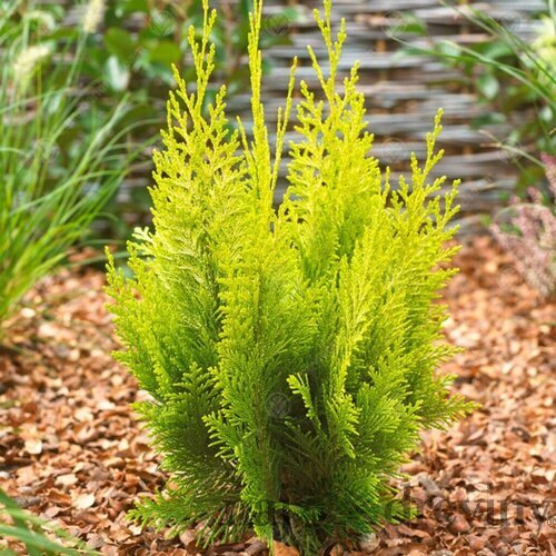 Cypruštek lawsonov Ivonne, výška 25/35 cm, v črepníku 3l Chamaecyparis lawsoniana Ivonne
