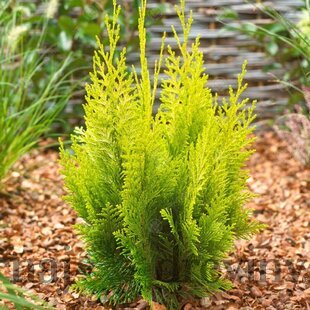 Cypruštek lawsonov Ivonne, výška 25/35 cm, v črepníku 3l Chamaecyparis lawsoniana Ivonne