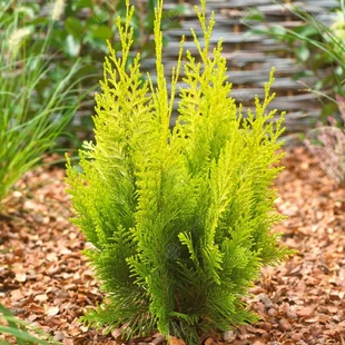 Cypruštek lawsonov Ivonne, výška 25/35 cm, v črepníku 3l Chamaecyparis lawsoniana Ivonne