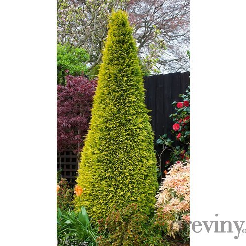 Cypruštek lawsonov Stardust, výška 25/35 cm, v črepníku Chamaecyparis lawsoniana Stardust