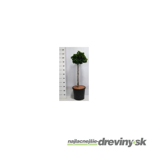 Cypruštek Nana Gracilis na kmienku 100/125 cm, v črepníku Chamaecyparis obtusa Nana Gracilis