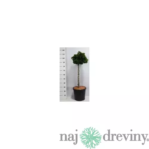 Cypruštek Nana Gracilis na kmienku 100/125 cm, v črepníku Chamaecyparis obtusa Nana Gracilis
