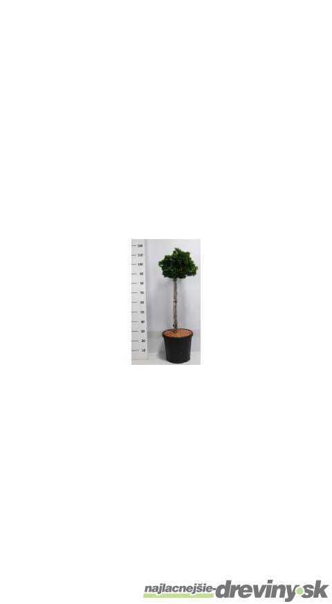 Cypruštek Nana Gracilis na kmienku 100/125 cm, v črepníku Chamaecyparis obtusa Nana Gracilis