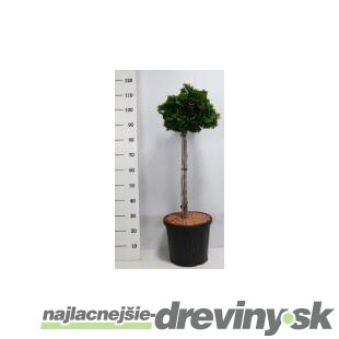 Cypruštek Nana Gracilis na kmienku 100/125 cm, v črepníku Chamaecyparis obtusa Nana Gracilis