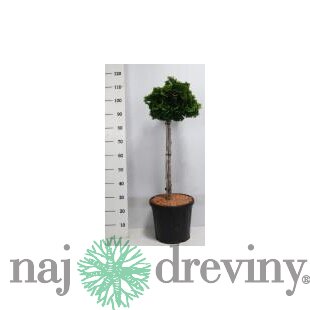 Cypruštek Nana Gracilis na kmienku 100/125 cm, v črepníku Chamaecyparis obtusa Nana Gracilis