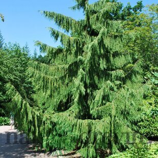 Cypruštek nutkajský Pendula, 40/60cm, v črepníku Chamaecyparis nootkatensis Pendula