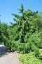 Cypruštek nutkajský Pendula, 40/60cm, v črepníku Chamaecyparis nootkatensis Pendula