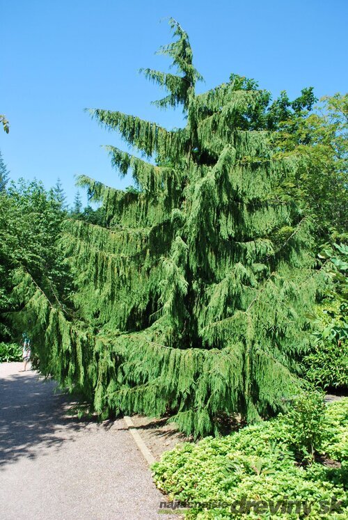 Cypruštek nutkajský Pendula, 40/60cm, v črepníku Chamaecyparis nootkatensis Pendula