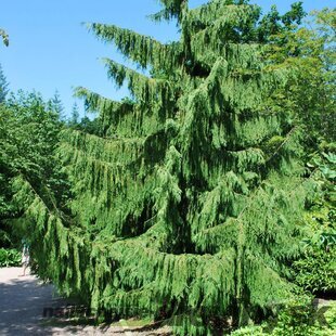 Cypruštek nutkajský Pendula, 40/60cm, v črepníku Chamaecyparis nootkatensis Pendula