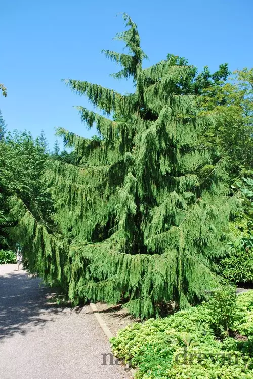 Cypruštek nutkajský Pendula, 80/100cm, v črepníku Chamaecyparis nootkatensis Pendula