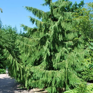 Cypruštek nutkajský Pendula, 80/100cm, v črepníku Chamaecyparis nootkatensis Pendula