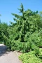 Cypruštek nutkajský Pendula, 80/100cm, v črepníku Chamaecyparis nootkatensis Pendula
