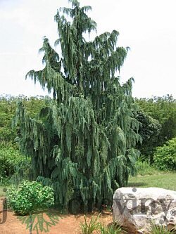 Cypruštek nutkanský