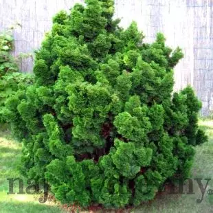 Cypruštek tupolistý