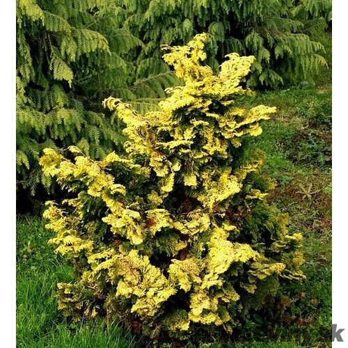 Cypruštek tupolistý Aurea 20/30 cm, v črepníku 2l Chamaecyparis obtusa Aurea