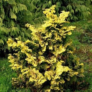 Cypruštek tupolistý Aurea 20/30 cm, v črepníku 2l Chamaecyparis obtusa Aurea