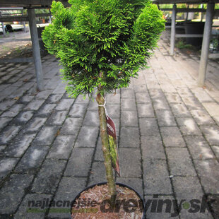 Cypruštek tupolistý Nana Aurea na kmienku 60/80 cm, v črepníku Chamaecyparis obtusa Nana Aurea