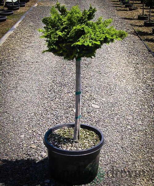 Cypruštek tupolistý Nana Gracilis, 60/80 cm na kmienku, v črepníku Chamaecyparis obtusa Nana Gracilis