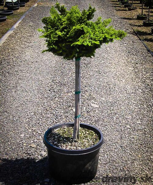 Cypruštek tupolistý Nana Gracilis, 60/80 cm na kmienku, v črepníku Chamaecyparis obtusa Nana Gracilis