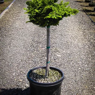 Cypruštek tupolistý Nana Gracilis, 60/80 cm na kmienku, v črepníku Chamaecyparis obtusa Nana Gracilis