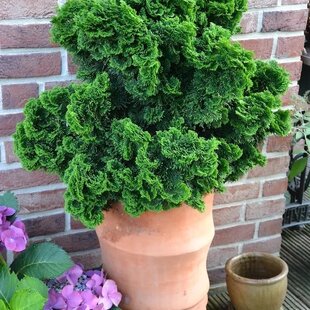 Cypruštek tupolistý Nana Gracilis, výška 20/40 cm, v črepníku 5L Chamaecyparis obt. ‘Nana Gracilis‘