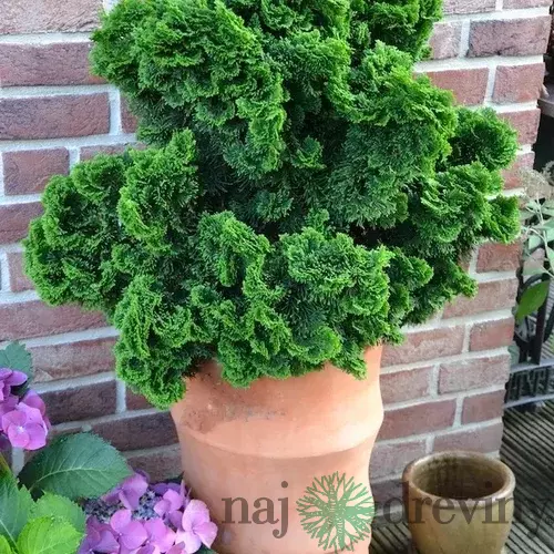 Cypruštek tupolistý Nana Gracilis, výška 20/40 cm, v črepníku 5L Chamaecyparis obt. ‘Nana Gracilis‘