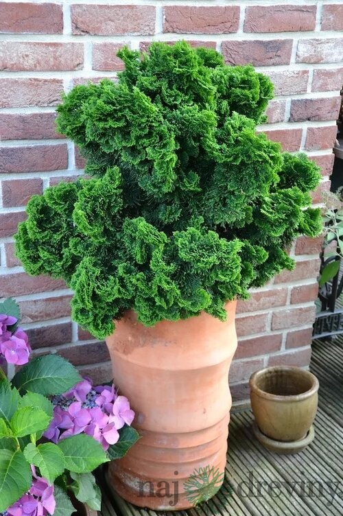 Cypruštek tupolistý Nana Gracilis, výška 30/40 cm, v črepníku 5L Chamaecyparis obt. ‘Nana Gracilis‘