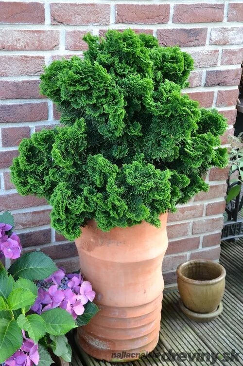 Cypruštek tupolistý Nana Gracilis, výška 30/40 cm, v črepníku 5L Chamaecyparis obt. ‘Nana Gracilis‘