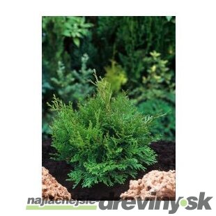 Cypruštek tupolistý Pygmaea, výška 20/30 cm, v črepníku Chamaecyparis obtusa ‘Pygmaea‘