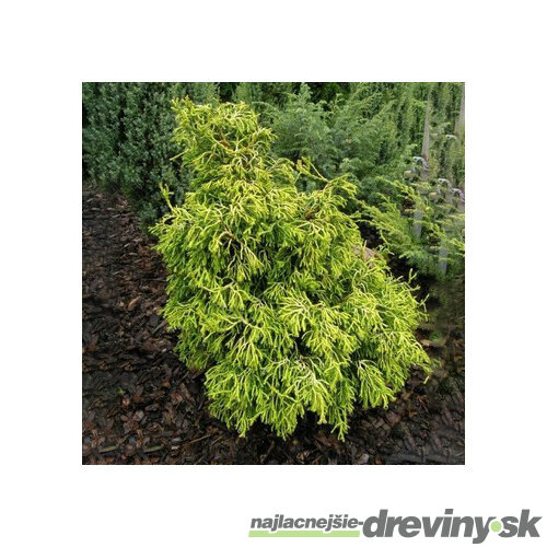 Cypruštek tupolistý Tsatsumi Gold, 20/30 cm, v črepníku Chamaecyparis obtusa Tsatsumi Gold