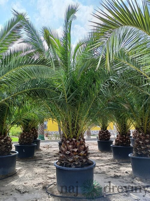Ďatlovník kanársky Phoenix canariensis