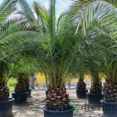 Ďatlovník kanársky Phoenix canariensis