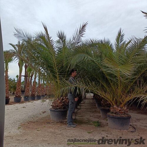 Ďatlovník kanársky Phoenix canariensis