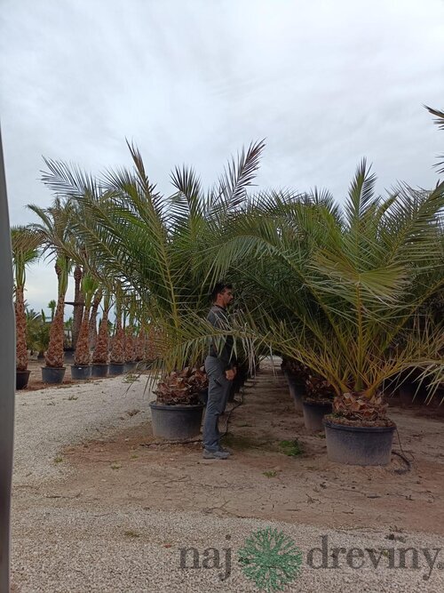 Ďatlovník kanársky Phoenix canariensis