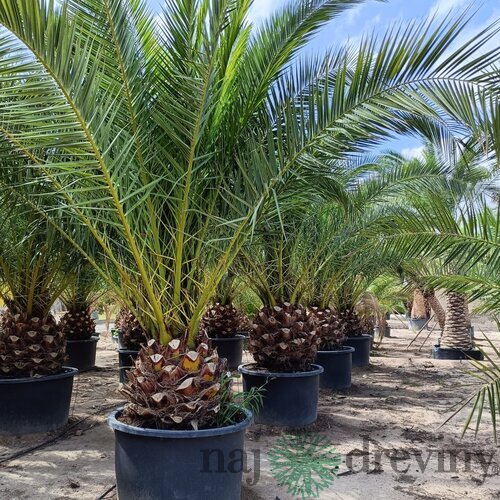 Ďatlovník kanársky Phoenix canariensis