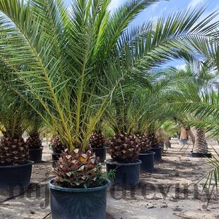 Ďatlovník kanársky Phoenix canariensis
