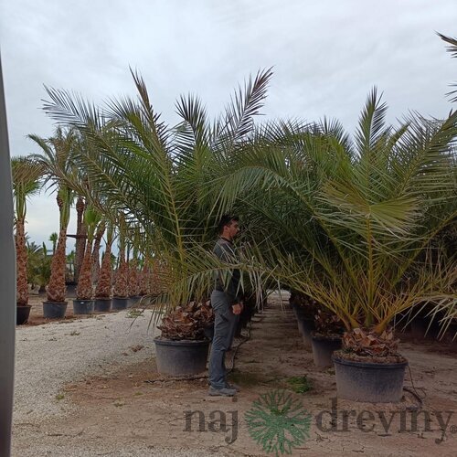 Ďatlovník kanársky Phoenix canariensis
