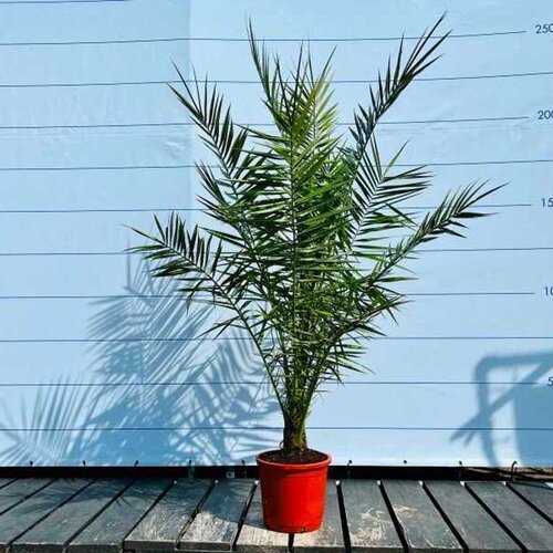 Ďatlovník kanársky, výška 100/120 cm, v črepníku Phoenix canariensis
