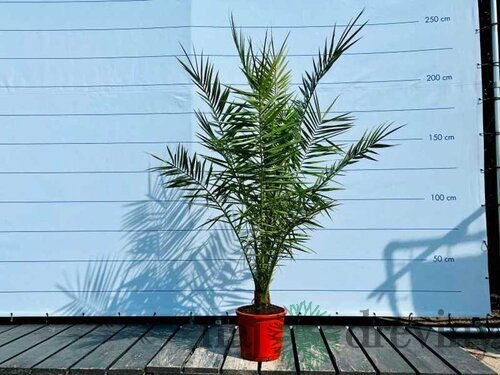 Ďatlovník kanársky, výška 100/120 cm, v črepníku Phoenix canariensis