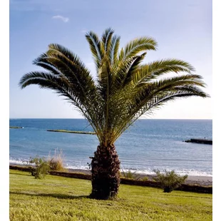 Ďatlovník kanársky, výška 60/80 cm, v črepníku Phoenix canariensis