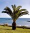 Ďatlovník kanársky, výška 60/80 cm, v črepníku Phoenix canariensis