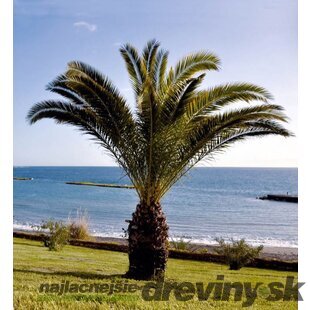 Ďatlovník kanársky, výška 60/80 cm, v črepníku Phoenix canariensis